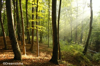 [foggywoods%255B4%255D.jpg]