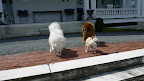 Come along!  Martha and everyone else are lounging in the back yard.  I'll take you to them!