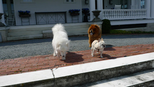 Come along!  Martha and everyone else are lounging in the back yard.  I'll take you to them!