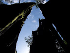 california_sequoia