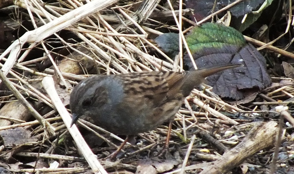 [dunnock%2520%25282%2529%255B4%255D.jpg]