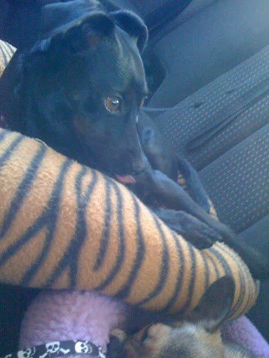 Daisy is kind of like my sister.  Look how pretty she is!