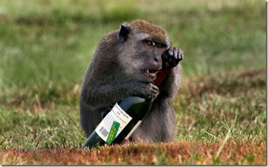 funny-animals-cute-4