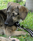 SULTANA
La encontraron atropellada y tuvo un traumatismo muy severo que le afecta la movilidad de las patas traseras, por lo que no tiene fuerza para caminar. Para moverse usa un carrito durante el día y por las noches descansa tranquila. Mientras está en el carrito necesita supervisión constante ya que se puede voltear, y debe estar en un lugar donde no hayan escaleras ni desniveles pronunciados. Desgraciadamente no hay ningún tratamiento o cirugía que pueda regresarle la motricidad.
Ella es hiperactiva, cariñosa y muy juguetona. Se lleva bien con otros animales y es amorosa con las personas que conoce. Buen guardián y una verdadera guerrera