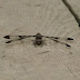 P1070420