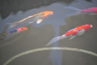 DSC_3197.JPG