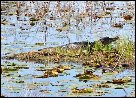 Alligator getting out of water