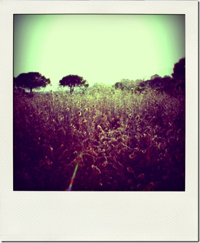 runaway-pola