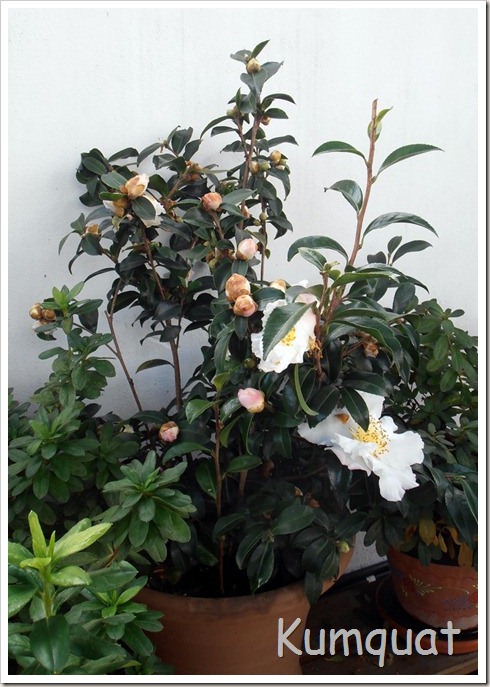 camelia sasanqua 4