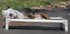 Shelters often prefer cot-style beds like Kuranda's because they keep animals from direct contact with a cold, wet, or unsanitary floor