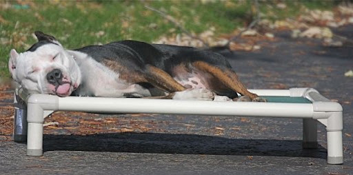 Shelters often prefer cot-style beds like Kuranda's because they keep animals from direct contact with a cold, wet, or unsanitary floor