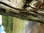 DSC06813.JPG