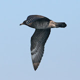 Pomarine jaeger