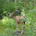 Mule Deer