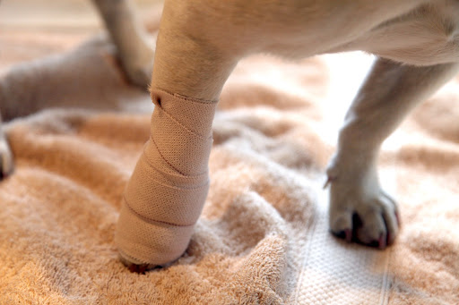 Sharkey's leg has also been wrapped to keep it protected while it heels.  Her dewclaw actually had to be surgically removed because it was causing her too much pain.  Poor girl!
