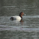 Ferruginous Duck