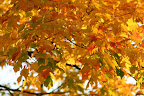 Bright yellow leaves