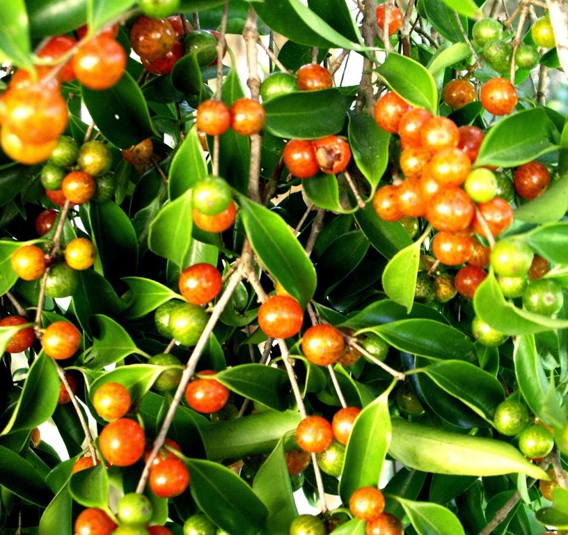 [Cambui%2520%25285%2529%255B2%255D.jpg]