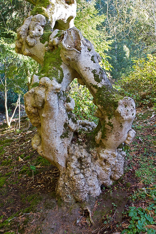 [111228_UCBG_Aesculus-californica_04%255B2%255D.jpg]