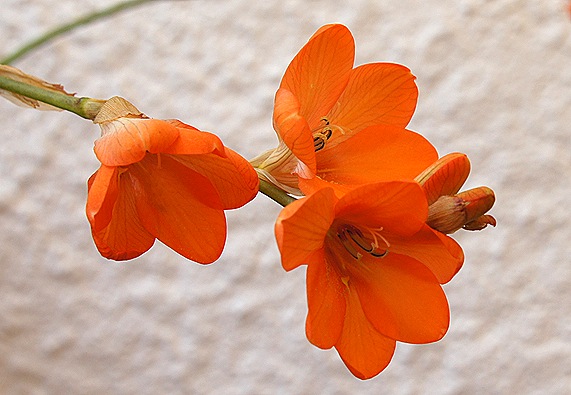 frésia laranja - Gloria Ishizaka