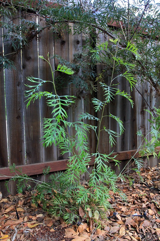 [121005_Grevillea-Superb%255B9%255D.jpg]