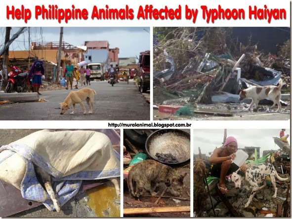 help-animals-haiyan