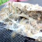 Tent Caterpillar