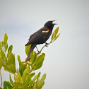 Red-Winged Blackbird