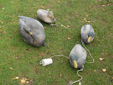 Photo33 111105 Wildwedstrijd
