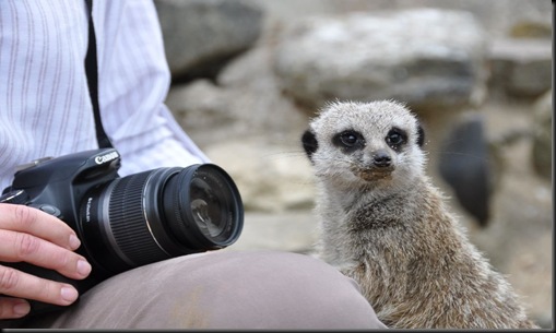 Meerkat next to Rachel DSC_0654