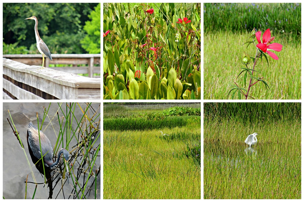 [nature8%255B3%255D.jpg]