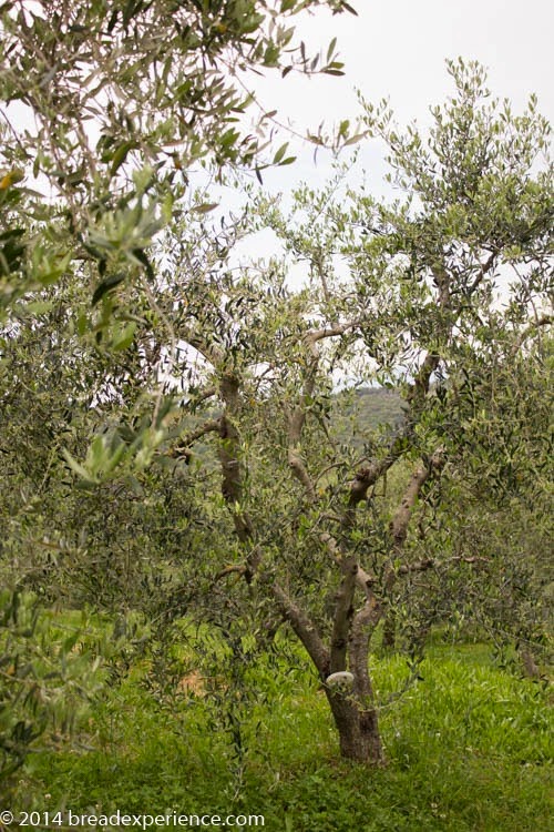 [vineyard-olive-grove-9%255B5%255D.jpg]