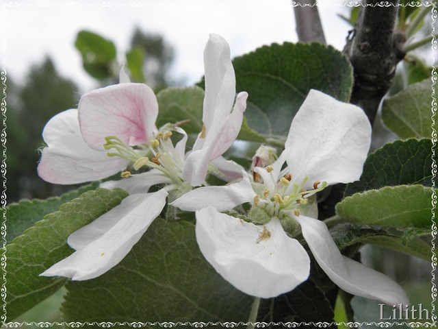 Blommande äppelträd