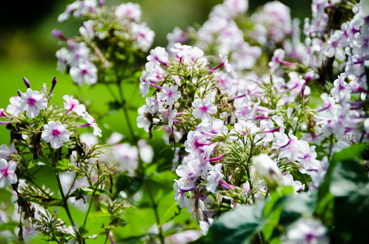 Trewithen garden