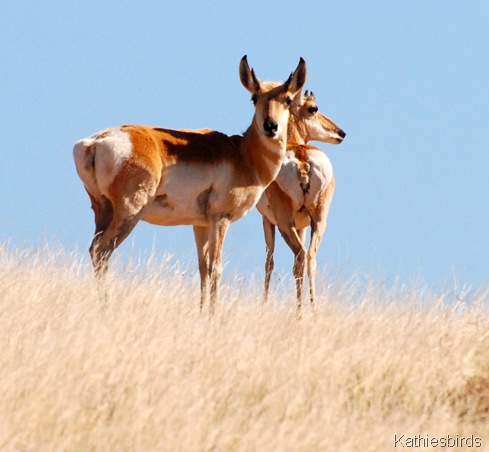 1. antelope-kab