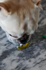 You're right - bananas are supposed to really have an aroma.  I smell nothing.