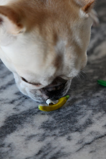 You're right - bananas are supposed to really have an aroma.  I smell nothing.