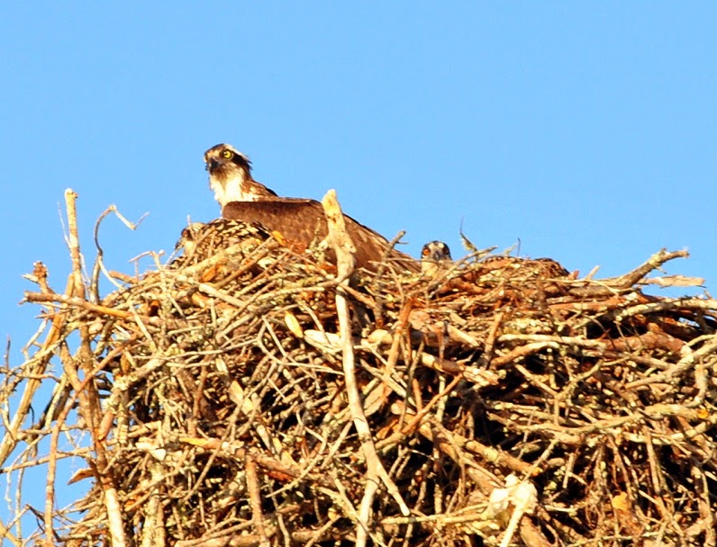 [09b---second-osprey-nest---Mom-and-C.jpg]