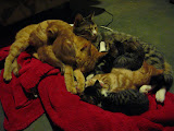 How many cats can you count in this pile? Those are all ours! (Thankfully we were able to give away all the kittens though.) South Africa - 393.jpg