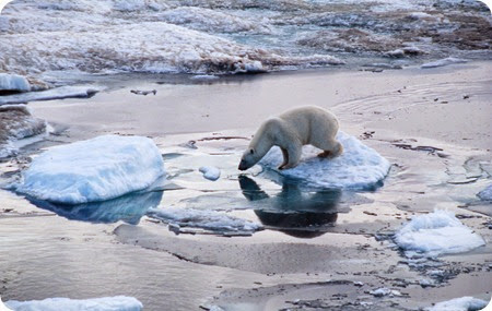 ecosistemi orso polare