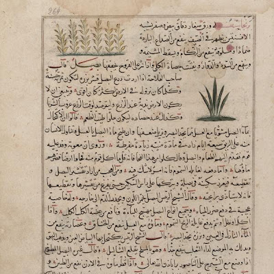 Dungwort (Barranjasf) and Onion (Basl); folio from a Aja'ib al-makhluqat ("Wonders of Creation") by al-Qazvini | Origin: Iraq or Eastern Turkey | Period: early 15th century Muhammad al-Qazwini (b. Zakariya) c. 1203-1283), | Details: Not Available | Type: Opaque watercolor, ink and gold on paper | Size: H: 32.7 W: 22.4 cm | Museum Code: F1954.82 | Photograph and description taken from Freer and the Sackler (Smithsonian) Museums. 1f0de98911694776a20dc00620ba1701.jpg