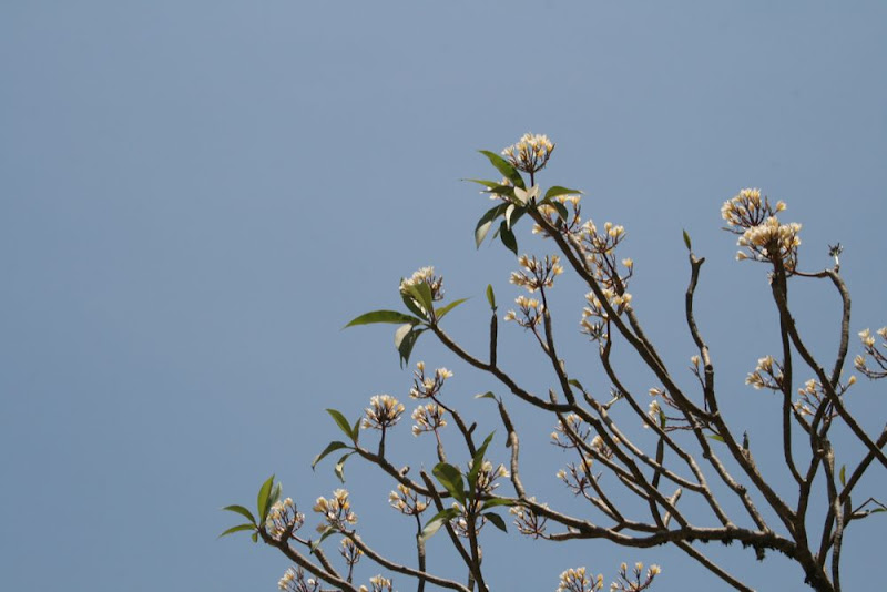 IMG_9134-Wallpapers Flowered branches.JPG