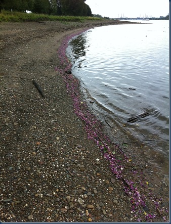 blütenstrand