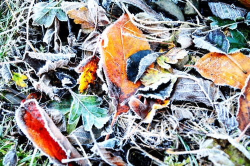 [Frosty%2520leaves%255B3%255D.jpg]
