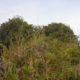 The narrow bushy summit of Gunung Besar (Daniel Quinn, October 2011)