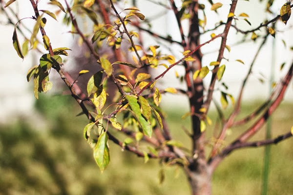 20131009 spring snow tree (14) edit