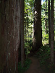 california_sequoia