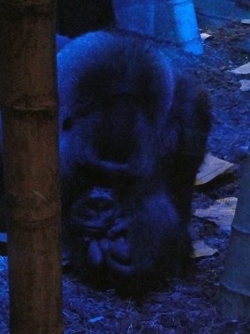 [ZooWeekend135.jpg]