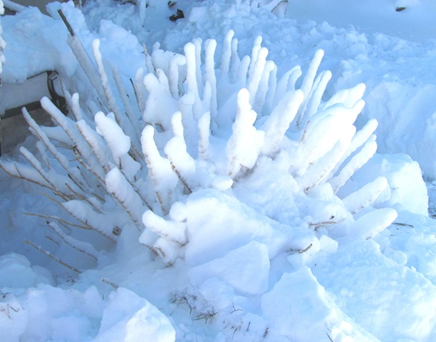 [Blizzard%25202.9.2013%2520back%2520yard%2520hydrangea%2520covered%252015%255B3%255D.jpg]