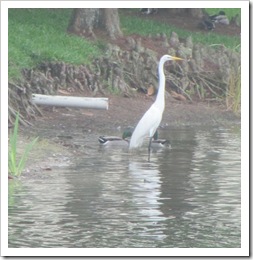 Florida vacation at condo white heron and mallard duck